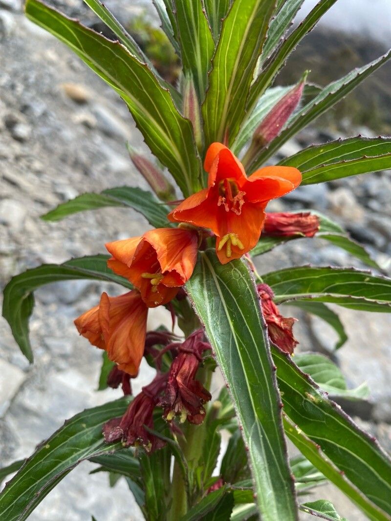 Oenothera versicolor — search result for 'Oenothera'