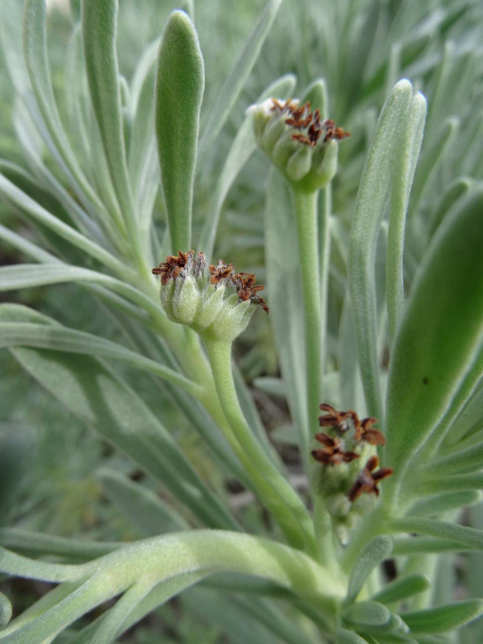 Tournefortia gnaphalodes fruit