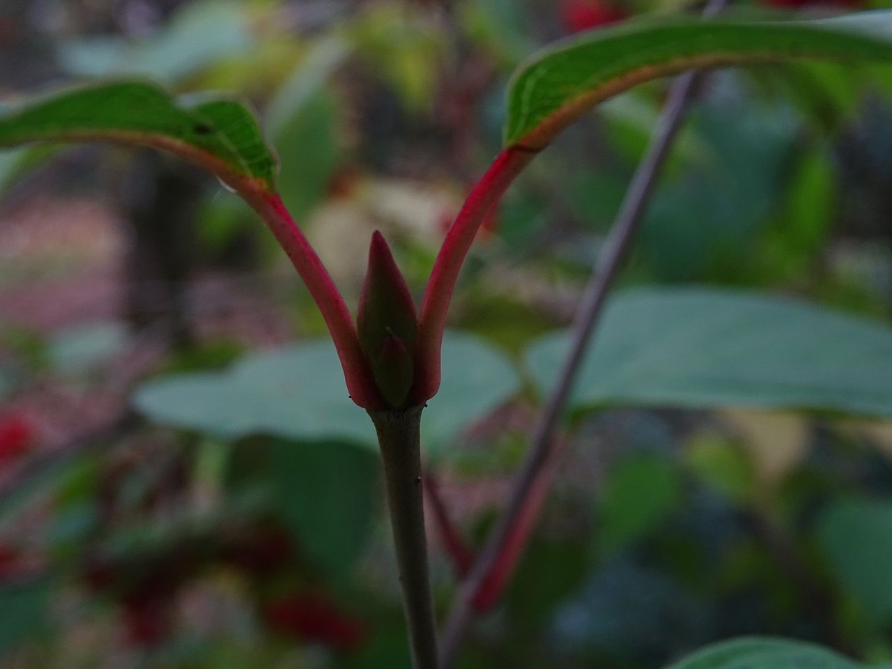 Viburnum setigerum leaf