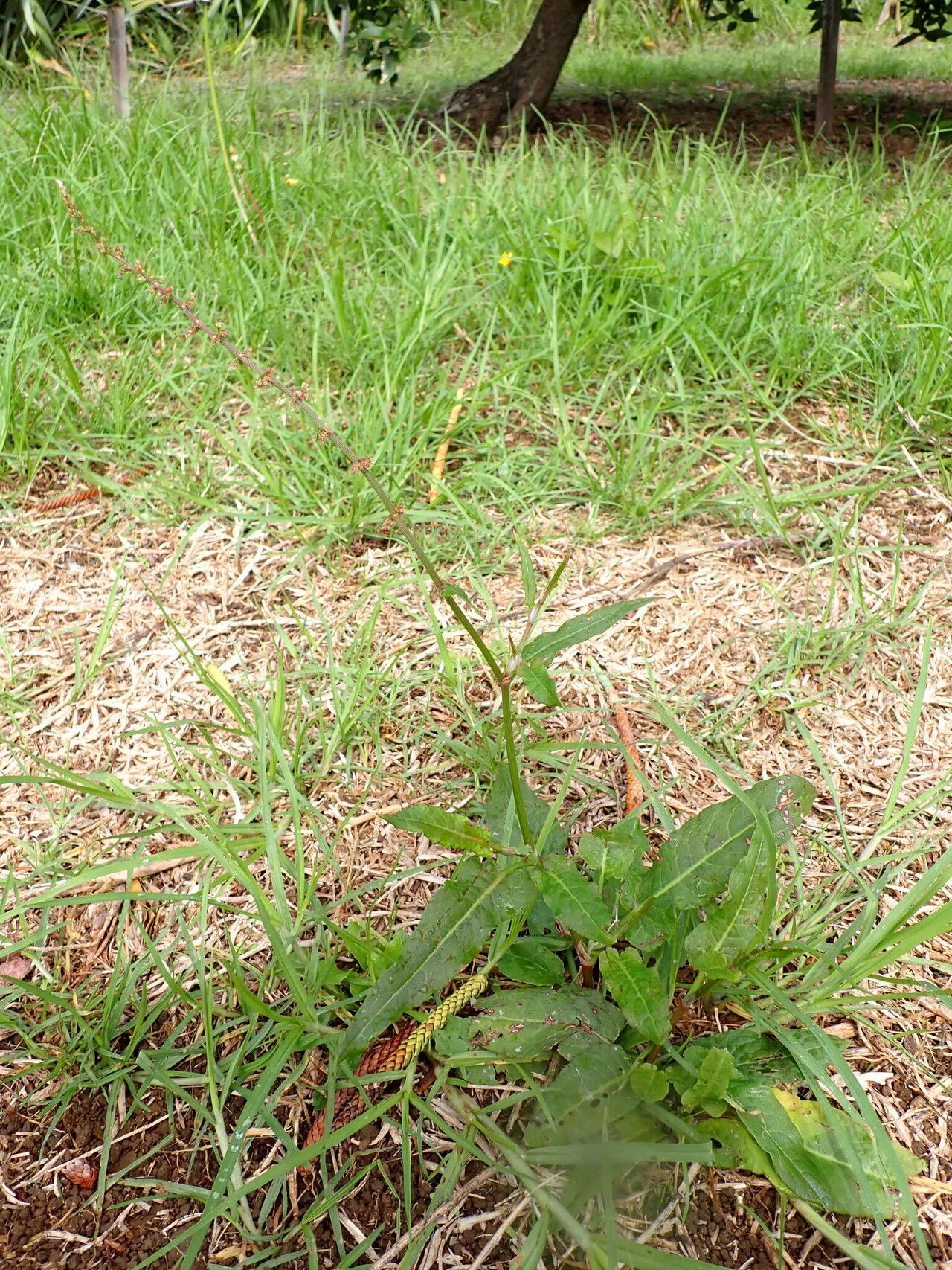 Rumex brownii habit