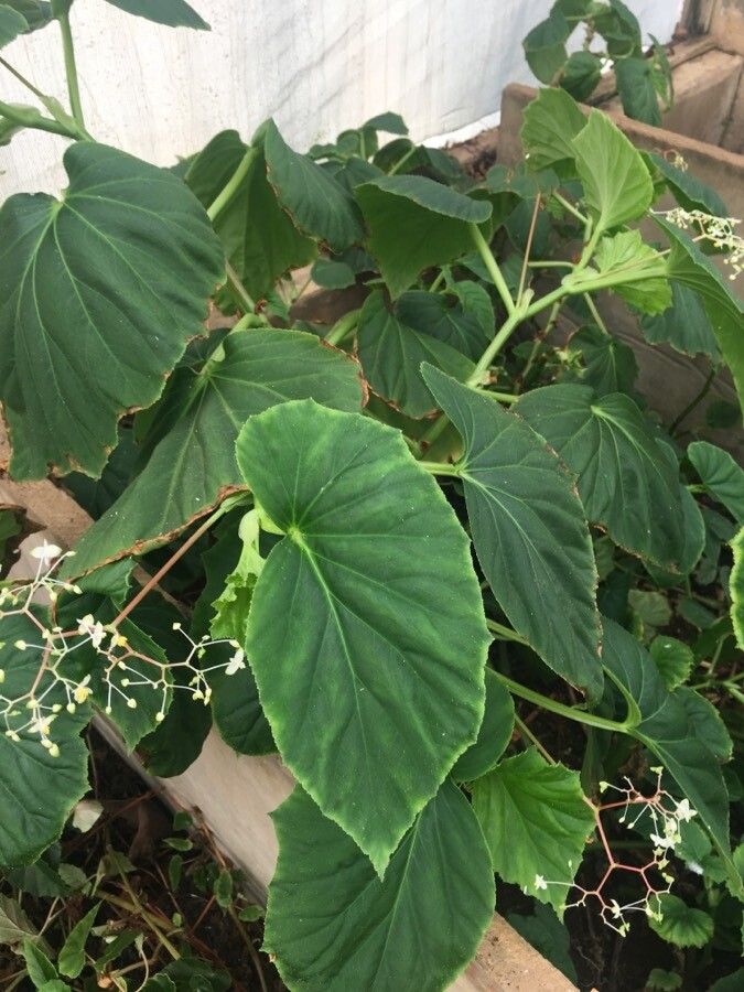 Begonia sylvatica flower