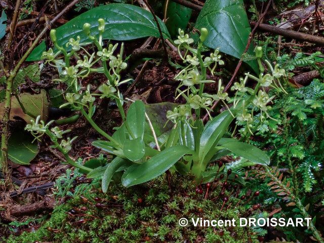 Liparis rosseelii habit
