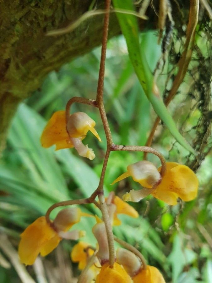 Gongora armeniaca — related species from the same genus