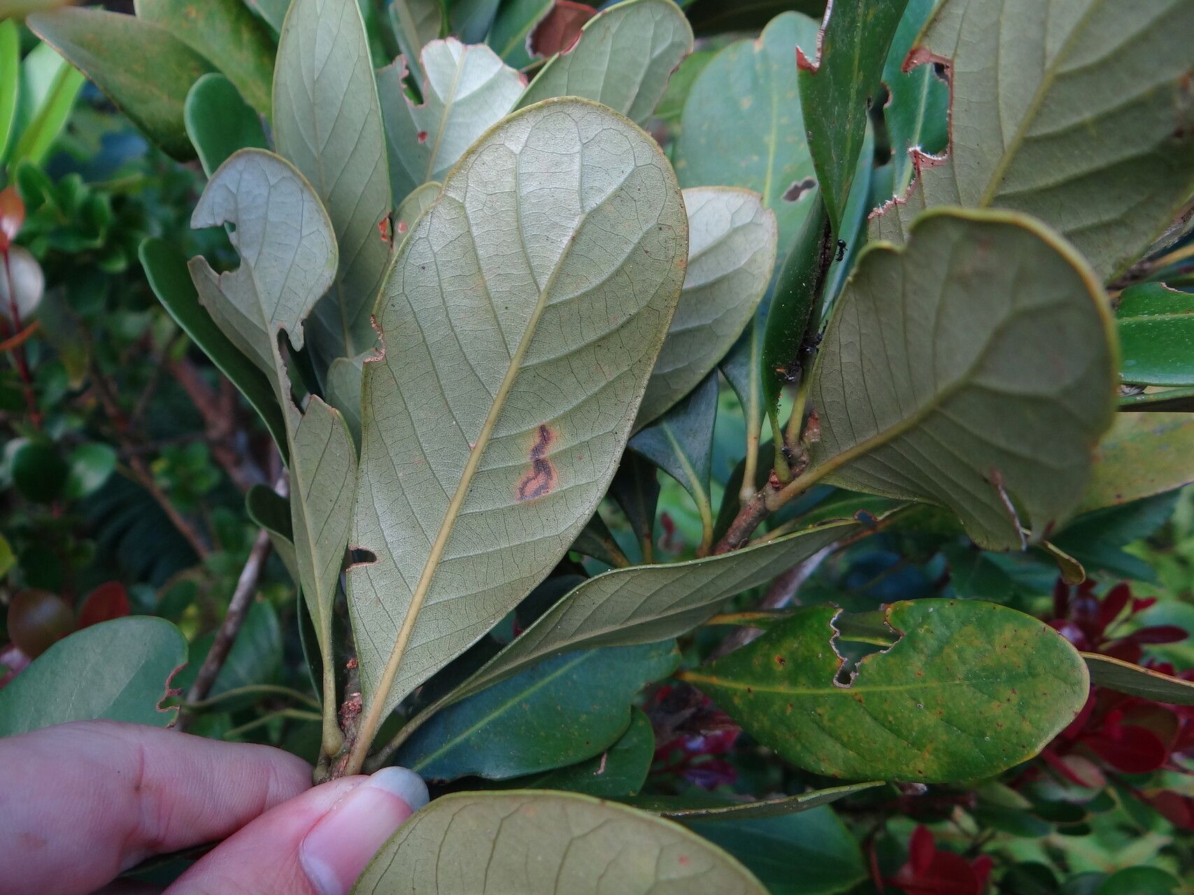 Lithocarpus formosanus leaf
