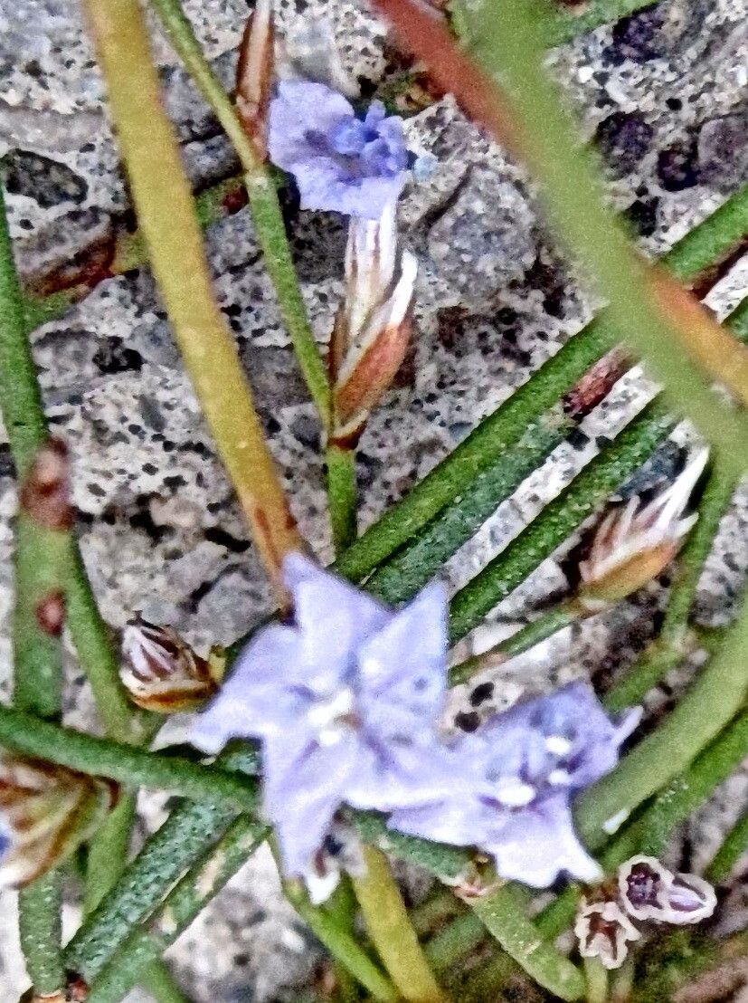 Limonium bocconei flower