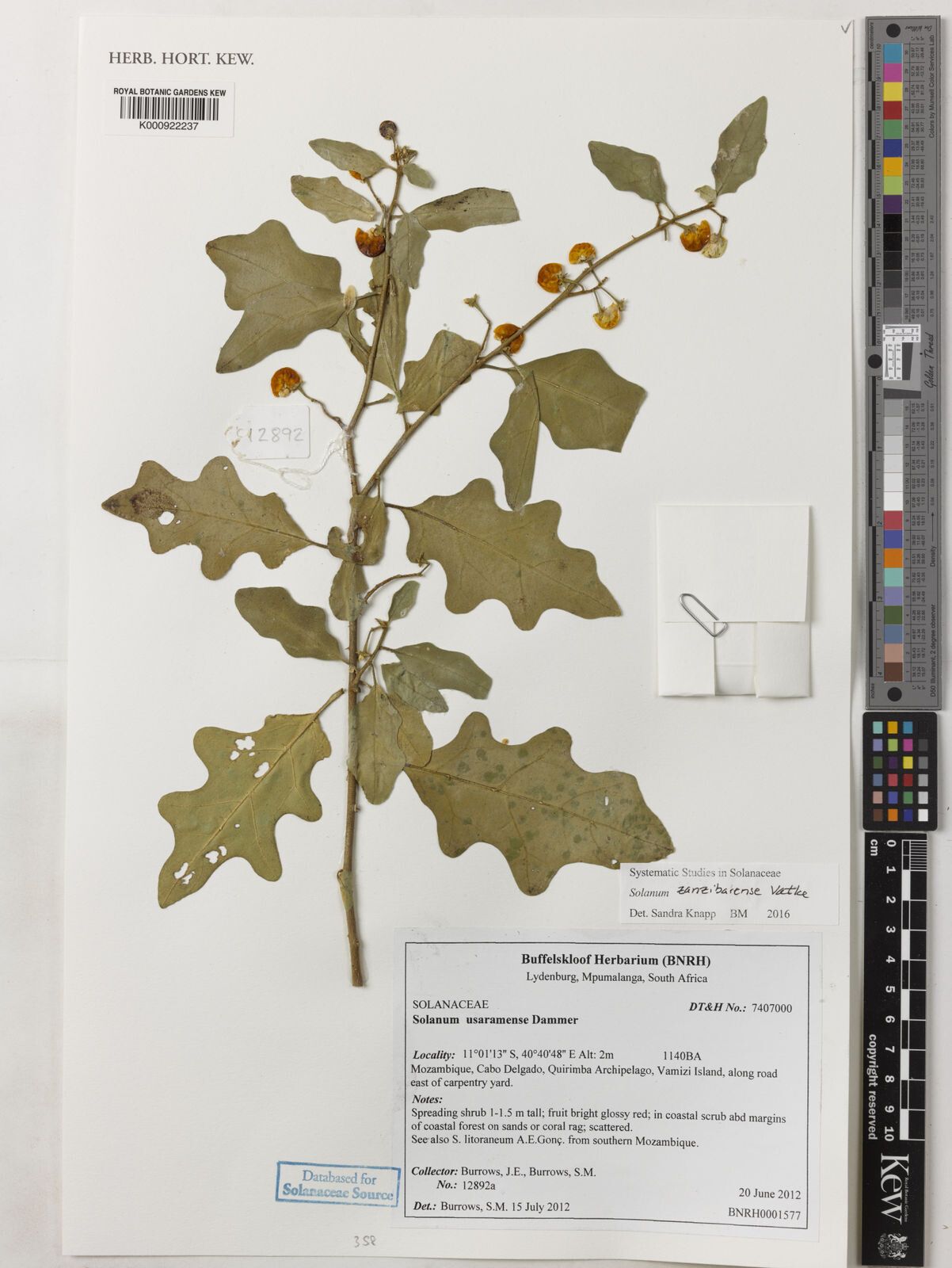 Solanum zanzibarense — houseplant care guide