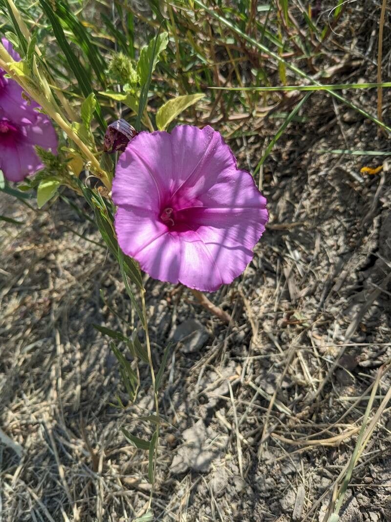Ipomoea leptophylla flower