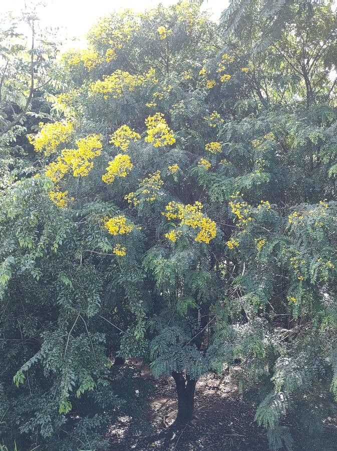 Senna multijuga leaf