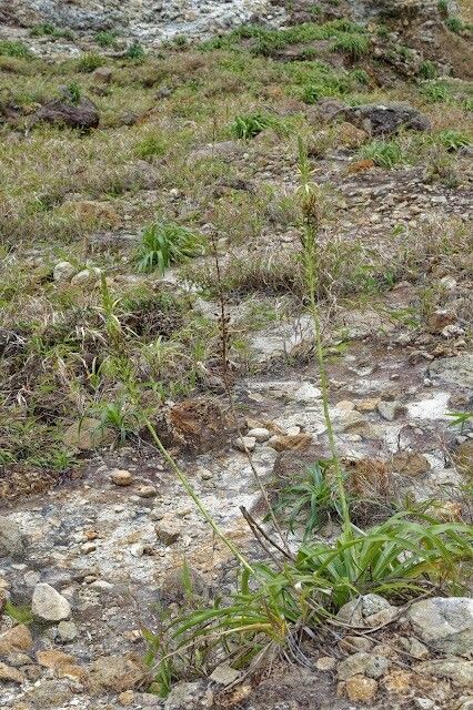 Pitcairnia micotrinensis habit