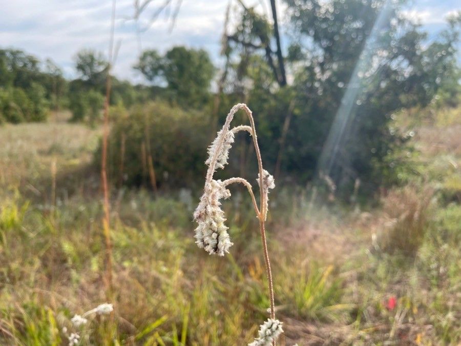 Froelichia floridana fruit