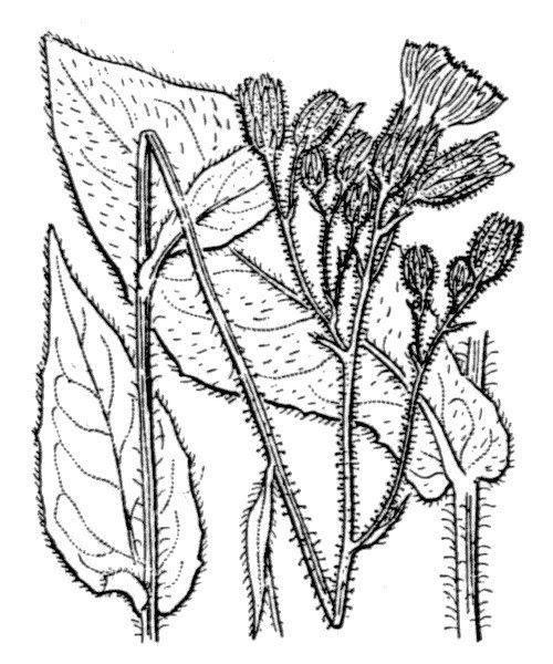 Hieracium juranum other