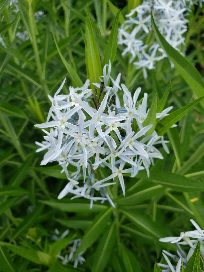 Amsonia tabernaemontana flower