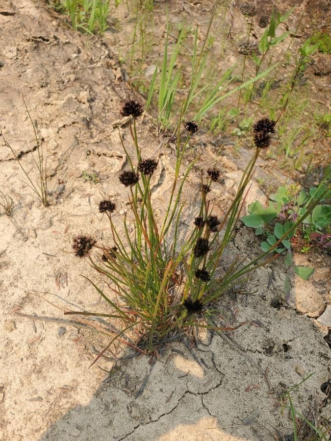 Juncus mertensianus — search result for 'Juncus'