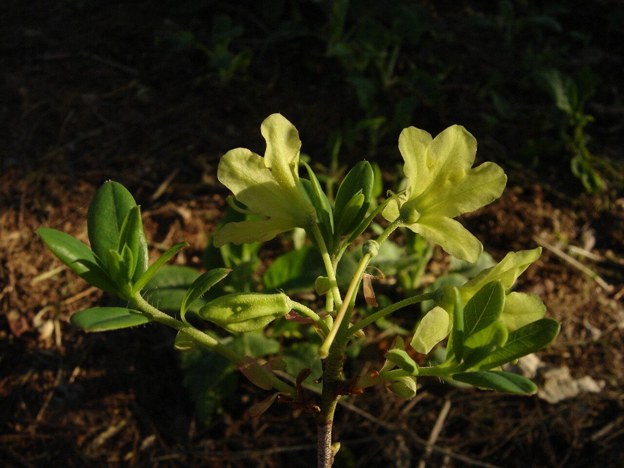 Rhododendron trichocladum leaf