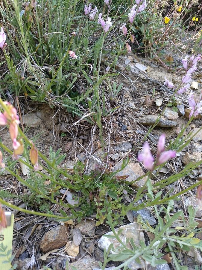 Teucrium webbianum habit