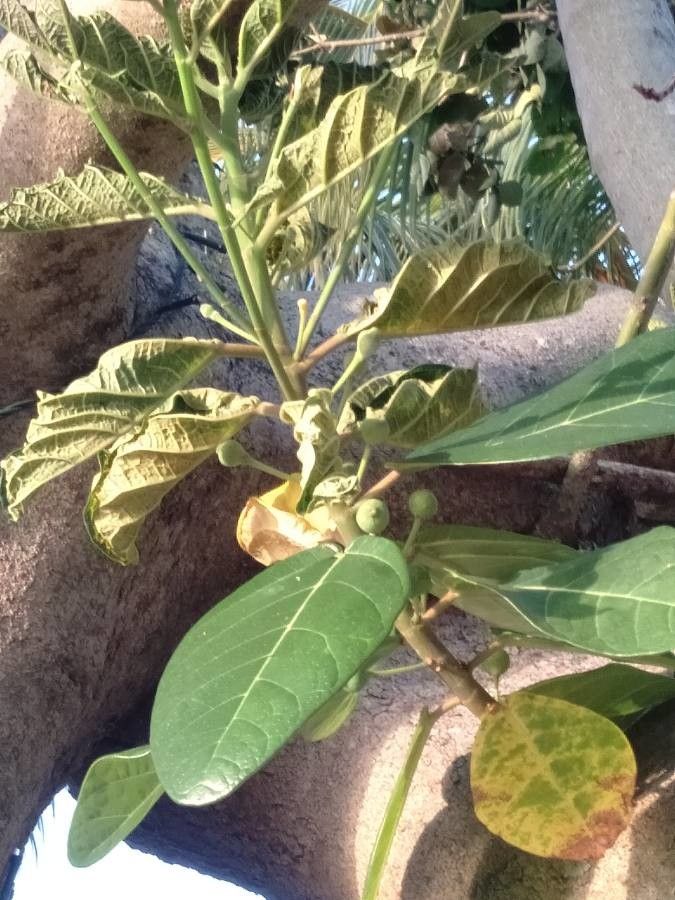 Ficus pedunculosa — houseplant care guide