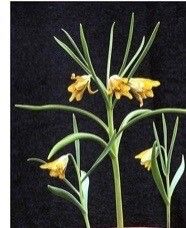 Fritillaria atrolineata — search result for 'Fritillaria'