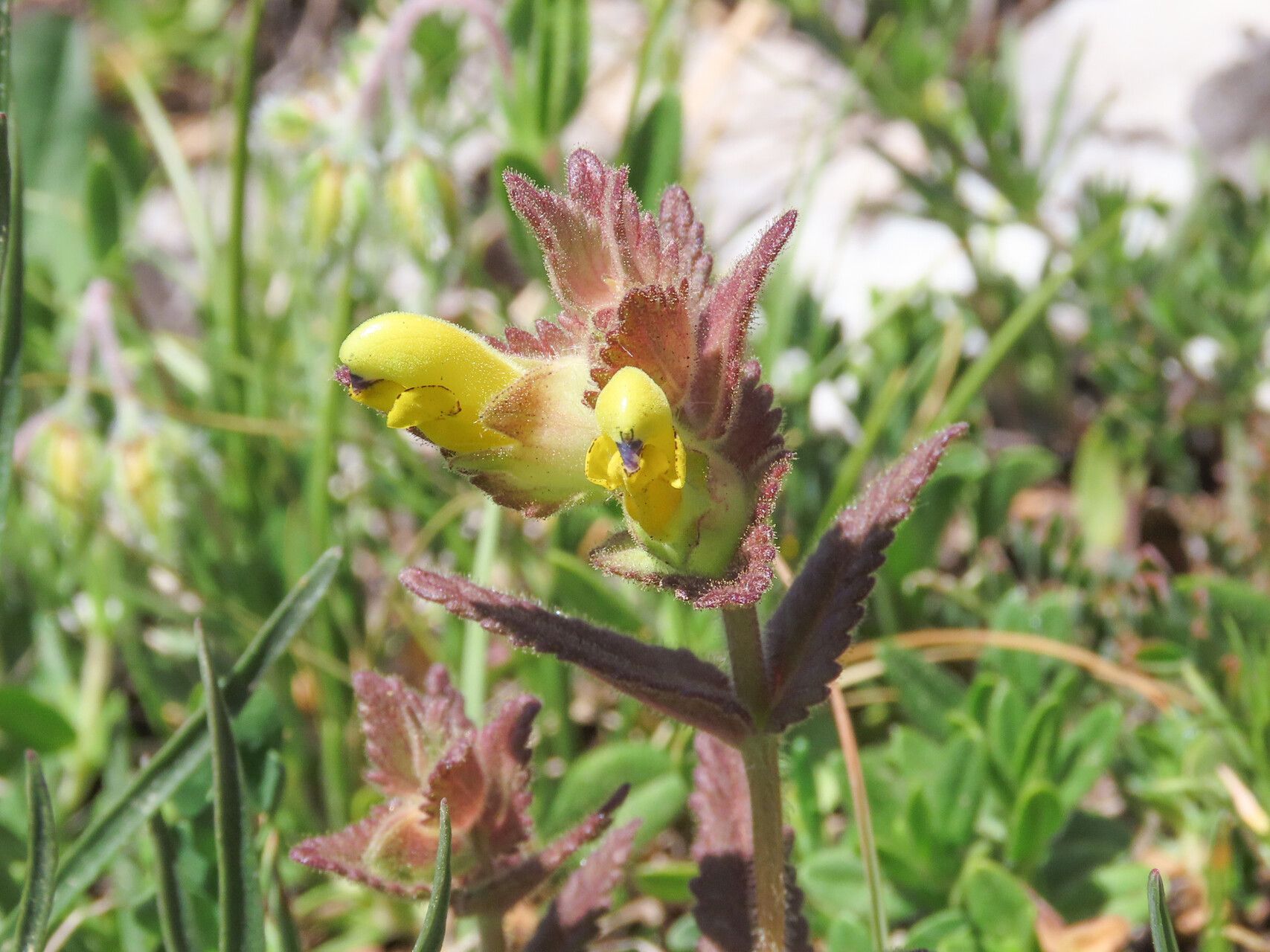 Rhinanthus wettsteinii flower