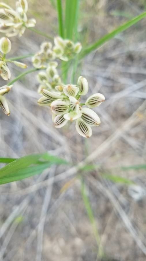 Lomatium triternatum fruit