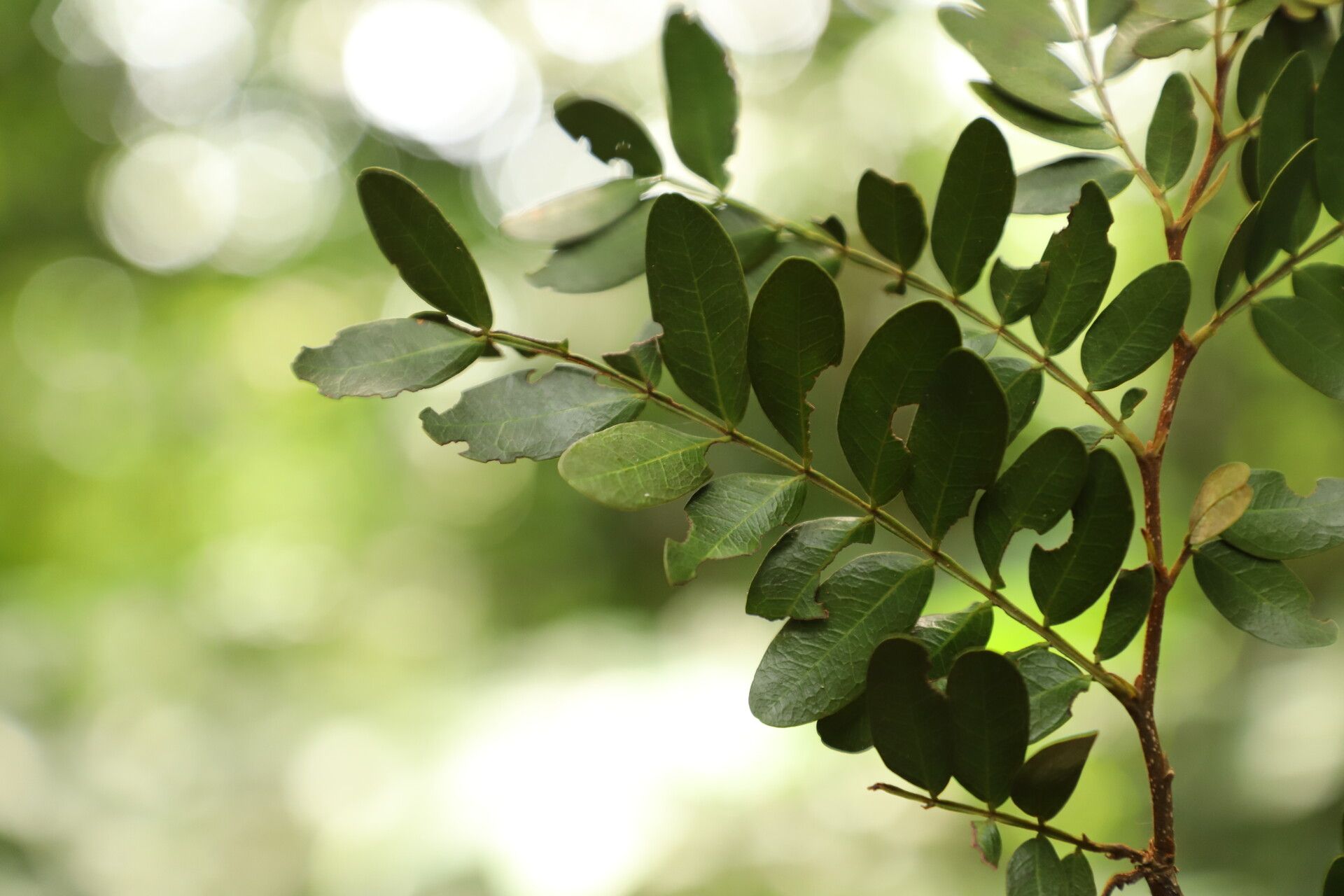 Cynometra lujae — houseplant care guide