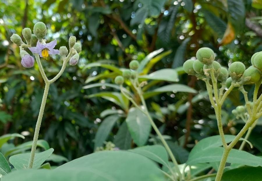 Solanum granuloso-leprosum fruit