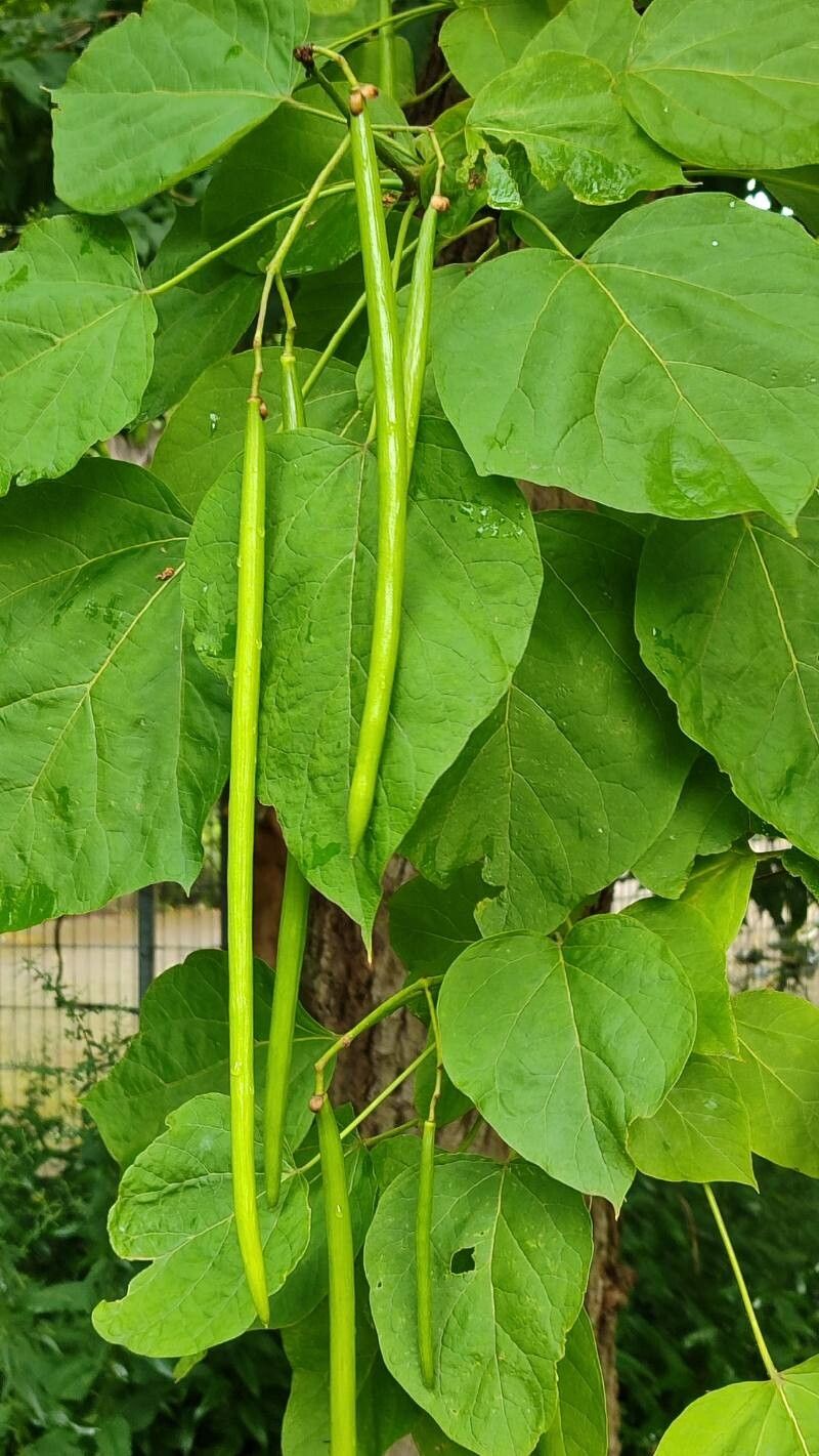 Catalpa × erubescens fruit