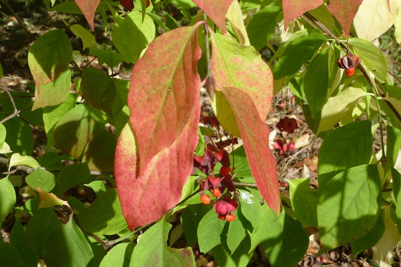 Euonymus maximowiczianus leaf