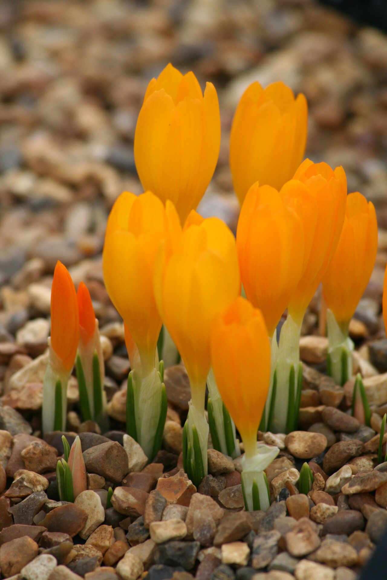 Crocus cvijicii — houseplant care guide