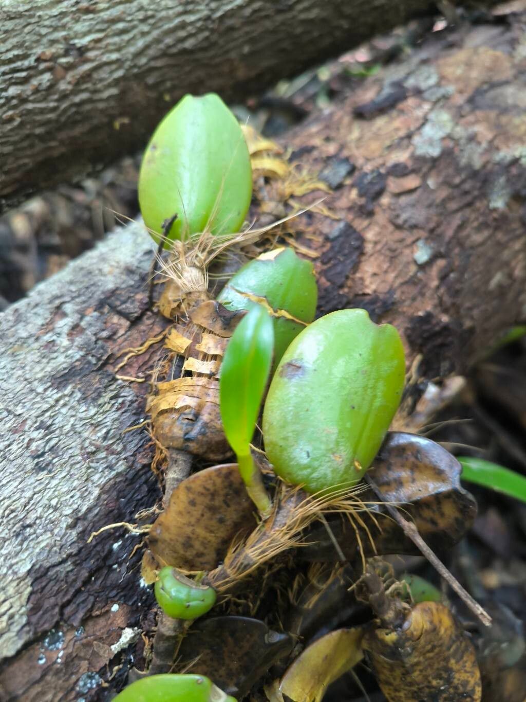 Bulbophyllum anceps — houseplant care guide