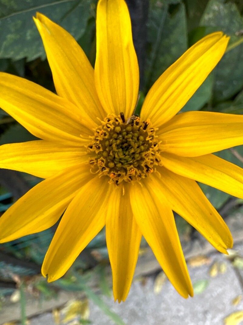 Helianthus occidentalis flower