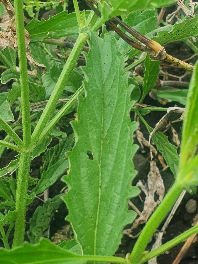 Priva adhaerens leaf