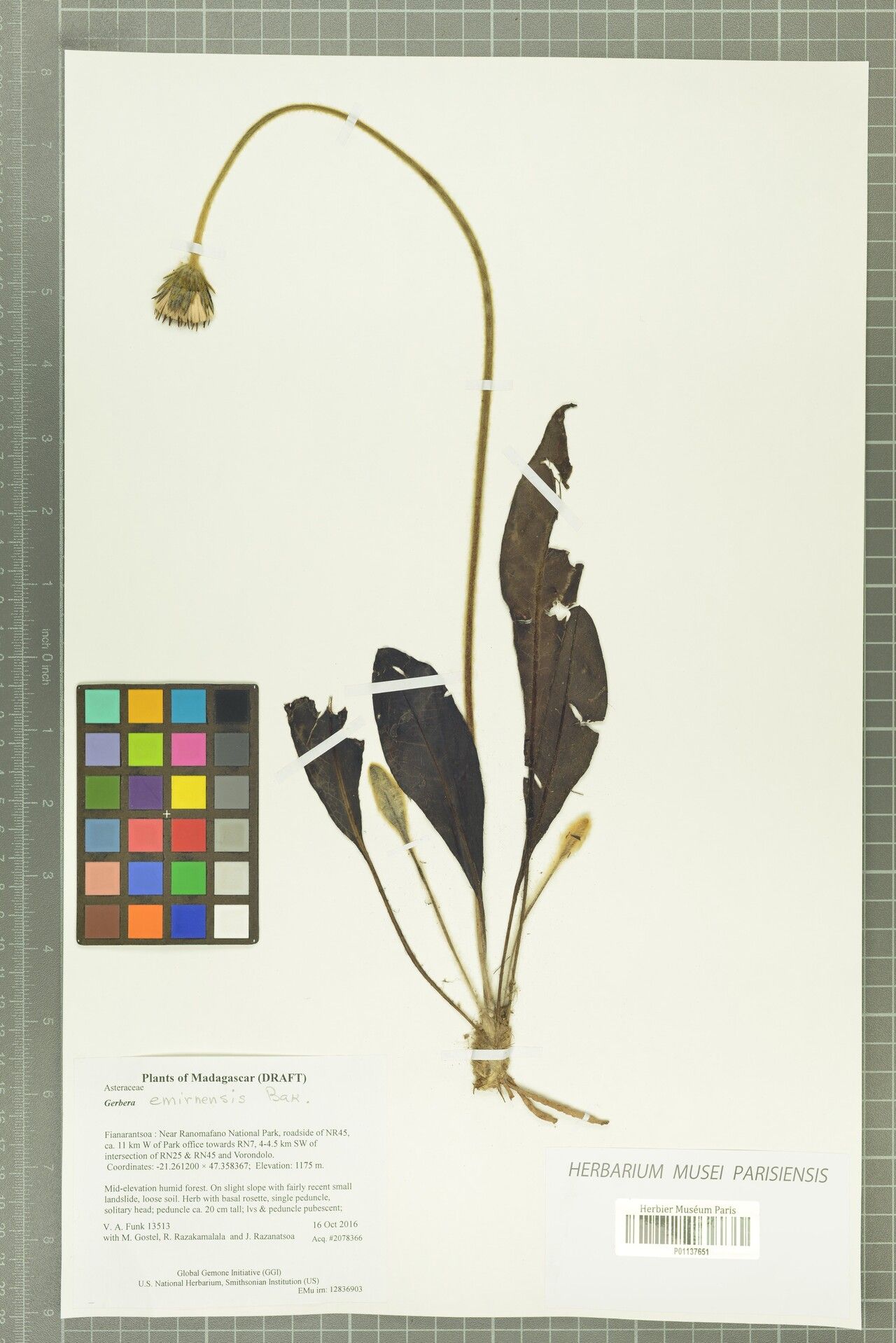 Gerbera emirnensis — search result for 'Gerbera'