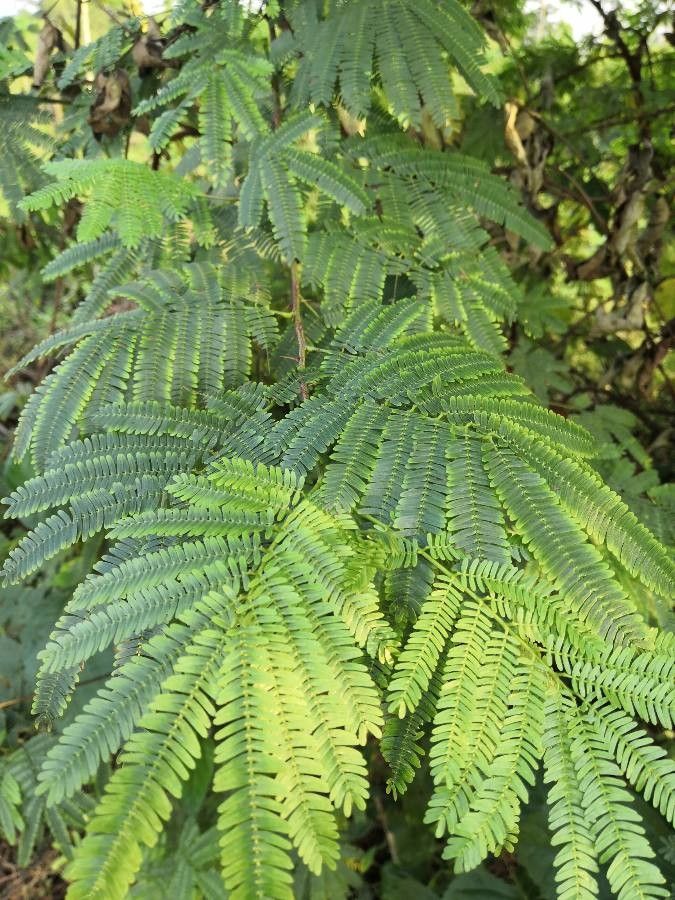 Mimosa tenuiflora leaf