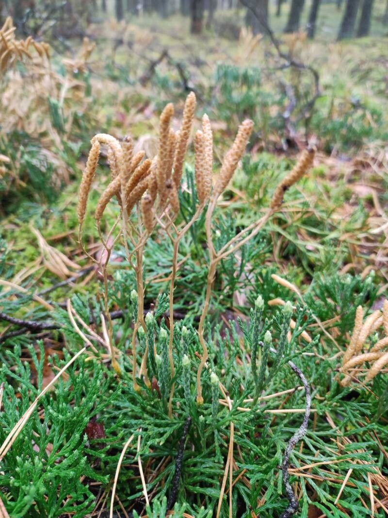 Lycopodium tristachyum fruit