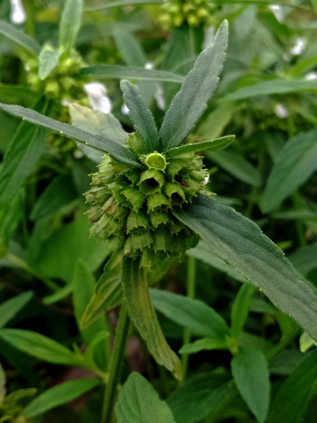 Leucas aspera flower