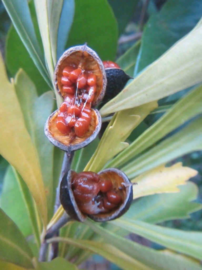 Pittosporum kaalense fruit