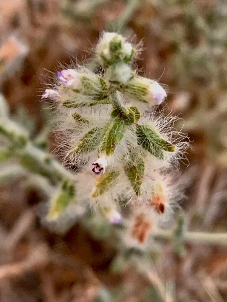 Salvia aegyptiaca fruit