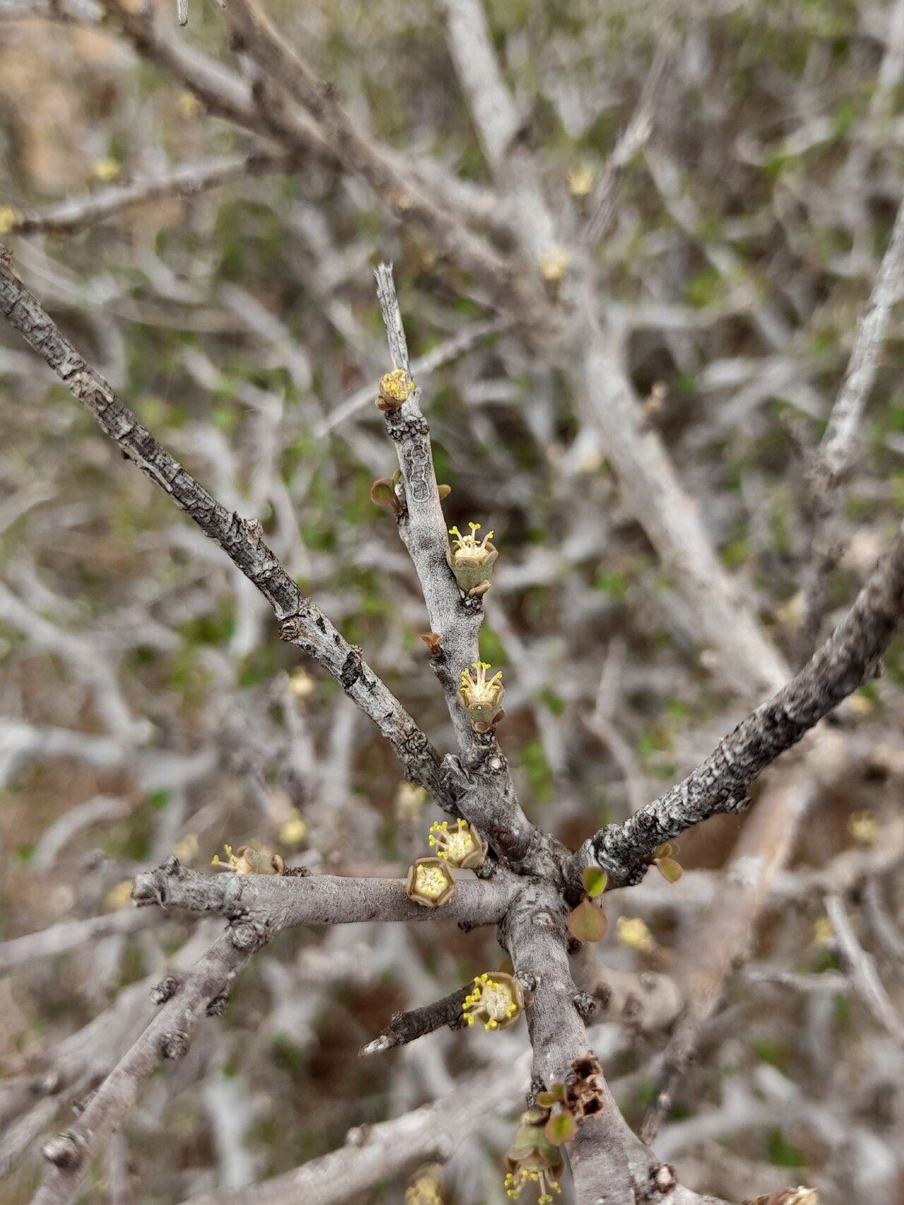 Euphorbia subpeltatophylla bark