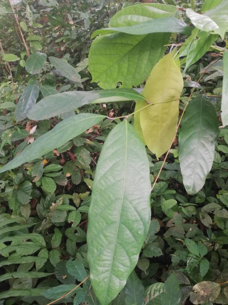 Irvingia robur — related species from the same genus