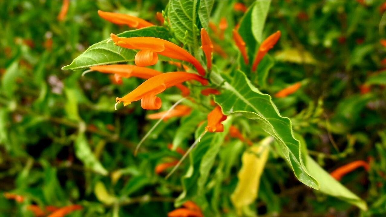 Justicia spicigera flower