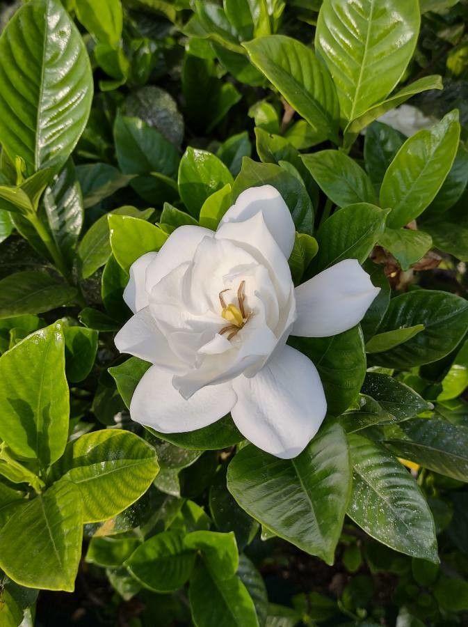 Gardenia augusta flower