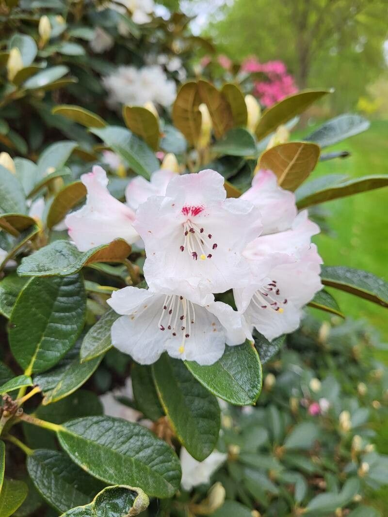 Rhododendron wiltonii flower