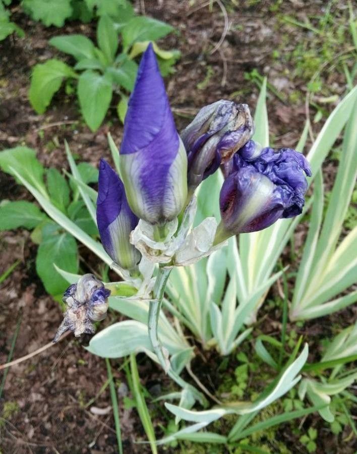 Iris pumila flower