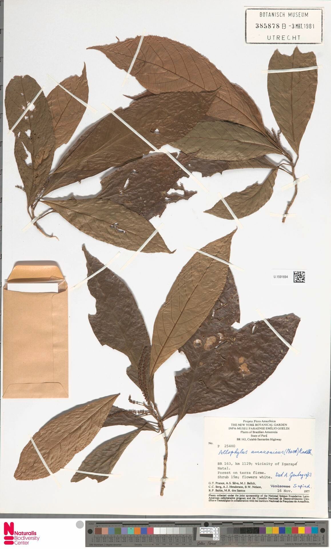 Allophylus amazonicus leaf