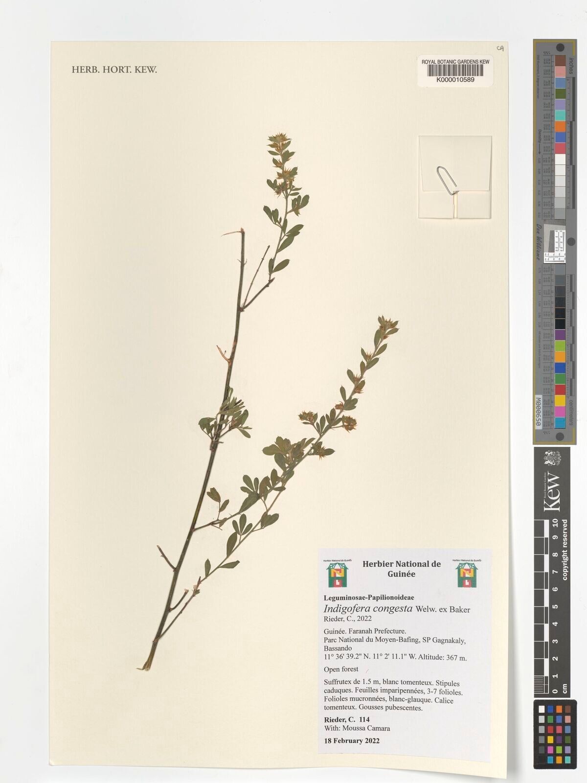 Indigofera congesta — search result for 'Indigofera'