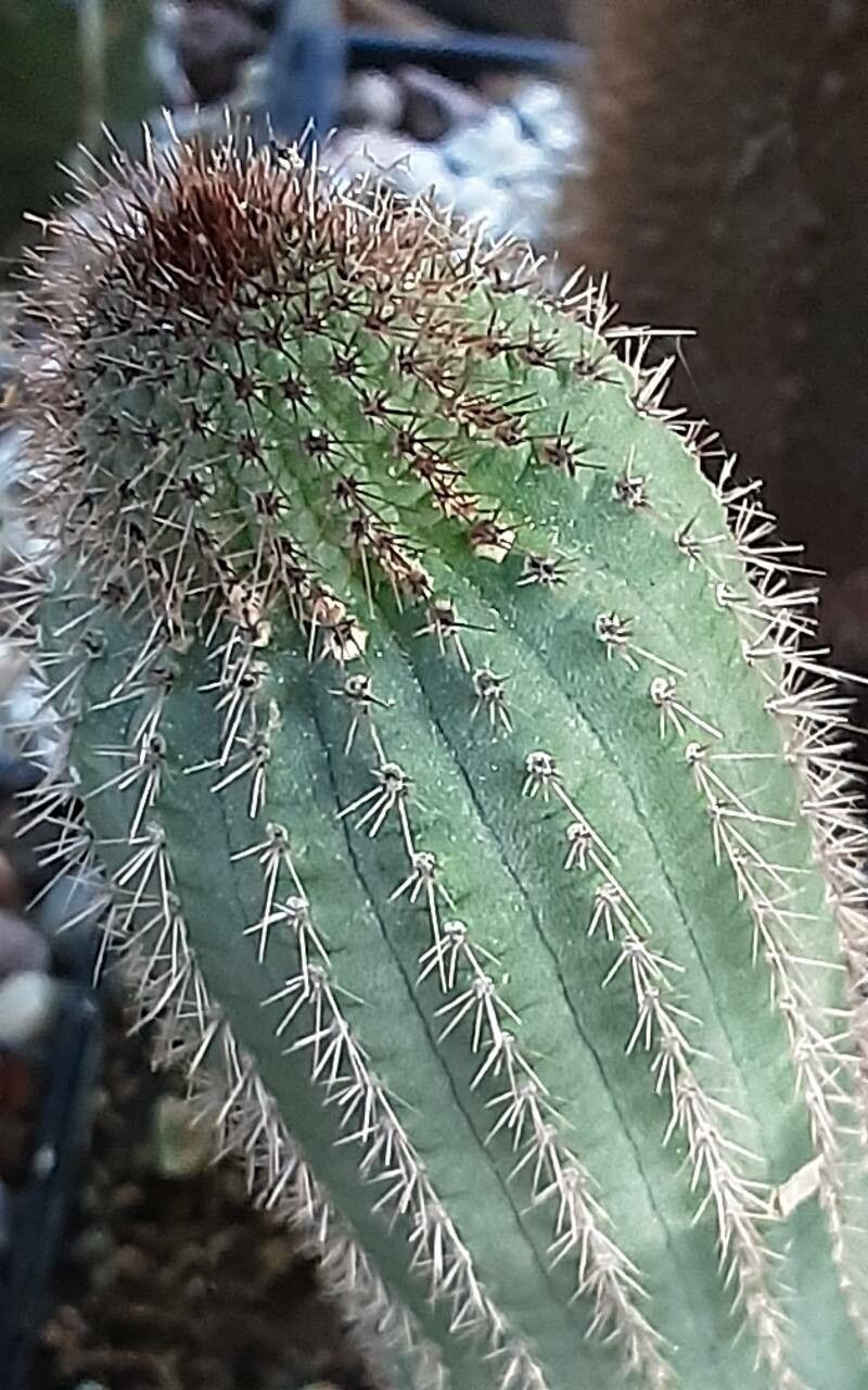 Weberbauerocereus madidiensis — houseplant care guide