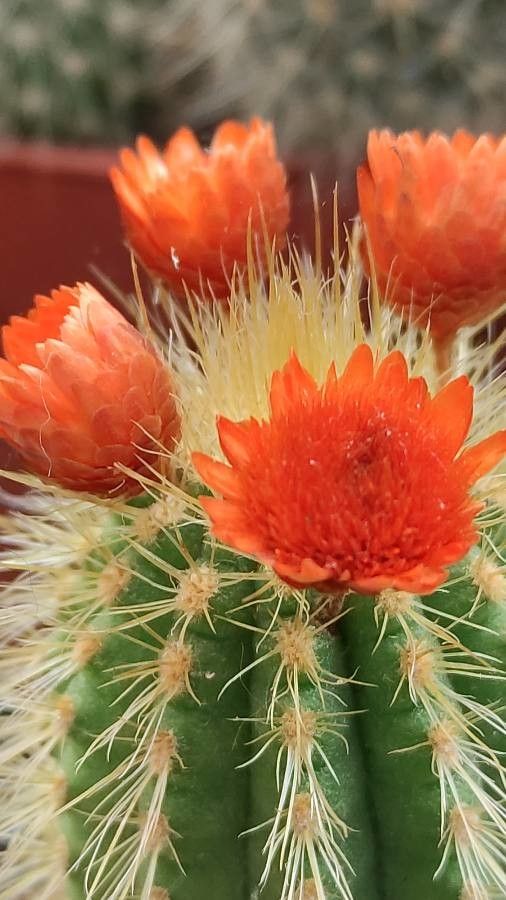 Pilosocereus chrysostele flower
