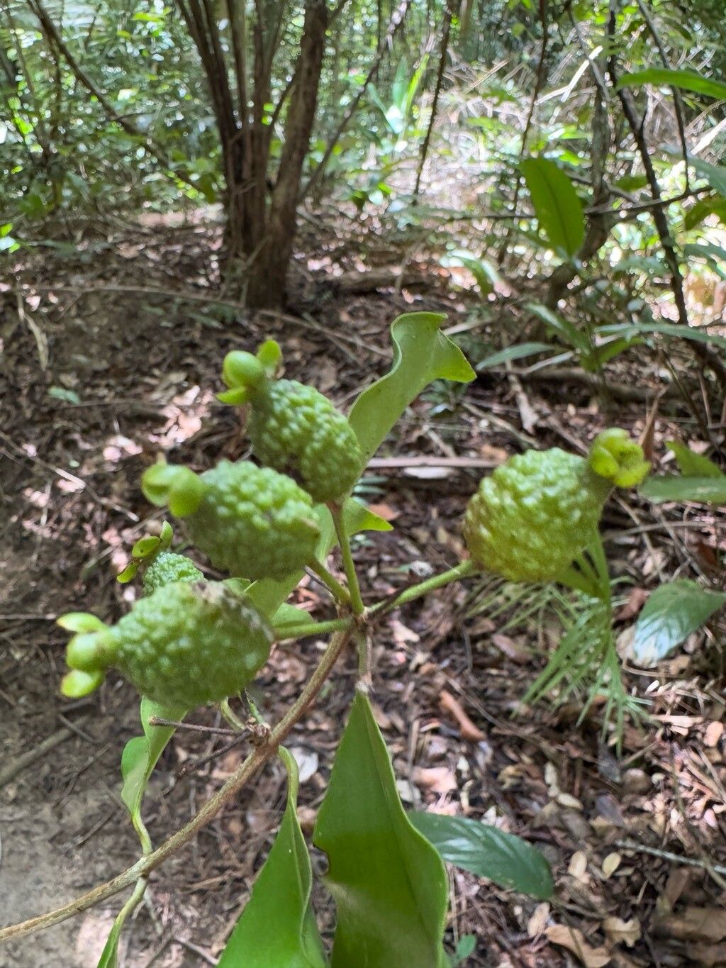 Eugenia adenantha fruit