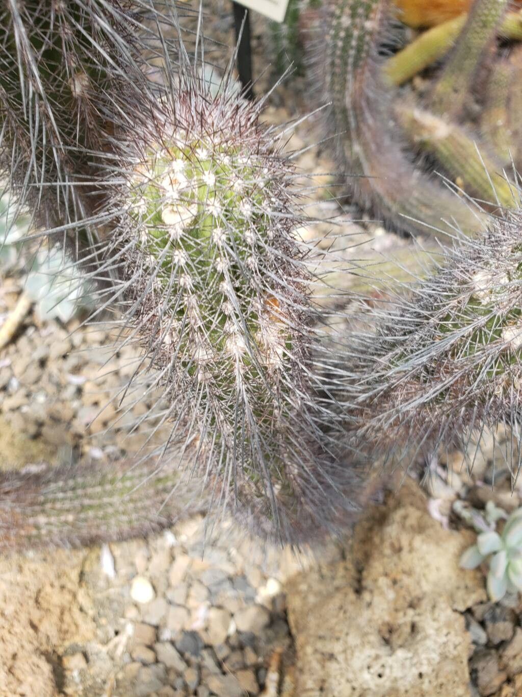 Soehrensia strigosa — houseplant care guide