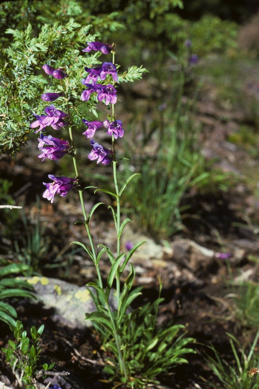 Penstemon subglaber habit